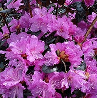 Рододендрон П.Дж.М.Элит (Rhododendron P.J.M. Elite)