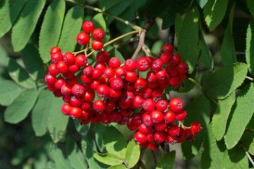 Рябина обыкновенная (Sorbus aucuparia)