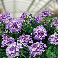 Вербена Ванесса Биколор Индиго (Vanessa Bicolor Indigo)