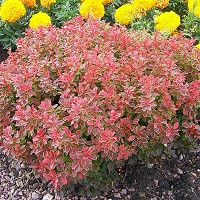 Барбарис Тунберга Голден Дрим (Berberis thunbergii Golden Dream)