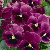 Виола Виттрока Делюкс Дип Роуз Блоч (Viola wittr. DeluXXe Deep Rose Blotch)