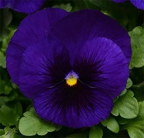 Виола Виттрока Делюкс Дип Блю Блоч (Viola witt. DeluXXe Deep Blue Blotch)