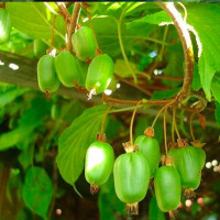 Актинидия Лакомка (женская)