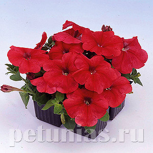 Петуния Мамбо Джи Пи Ред многоцветковая, ампельная, однолетник