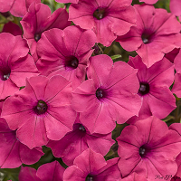Петуния Виста Фуксия Импрувд (Petunia Vista Fuchsia Improved)