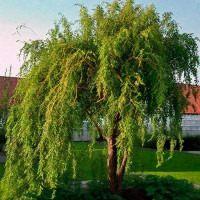 Ива извилистая Матсудана (Salix matsudana)