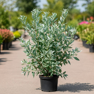 Лох Серебристый (Elaeagnus commutata)