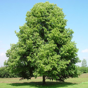 Липа мелколистная (Tilia cordata)