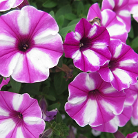 Петуния Виста Распберри Стар (Petunia Vista Raspberry Star)