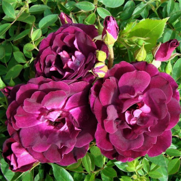 Роза флорибунда Бургунди Айс (Burgundy Ice)