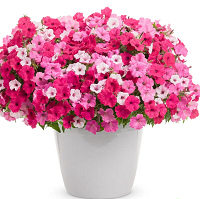 Петуния Виста ТриоМио (Petunia Vista TrioMio Bella Vista)
