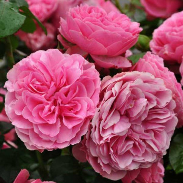 Роза флорибунда Леонардо да Винчи (Rose Leonardo da Vinci)