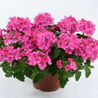 Вербена Ванесса Компакт Дип Пинк (Verbena Vanessa Compact Deep Pink)