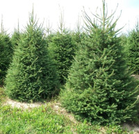 Ель обыкновенная (Picea abies)