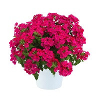 Вербена Ванесса Компакт Неон Пинк (Verbena Vanessa Compact Neon Pink)