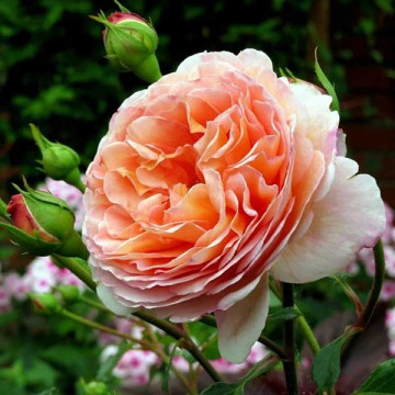 Роза английская кустовая Абрахам Дерби (Abraham Darby)