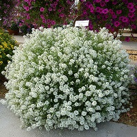 Алиссум Сноу Принцесс (Lobularia Snow Princess)