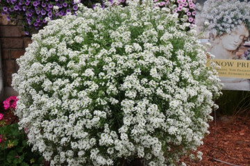 Алиссум Сноу Принцесс (Lobularia Snow Princess)