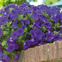 Петуния Сурфиния Блю (Petunia Surfinia Blue)