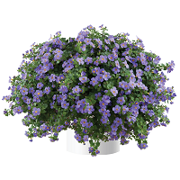 Бакопа Скопиа Гулливер Блю (Bacopa Scopia Gulliver Blue)