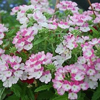 Вербена Ванесса Компакт Биколор Роуз (Verbena Vanessa Compact Bicolor Rose)