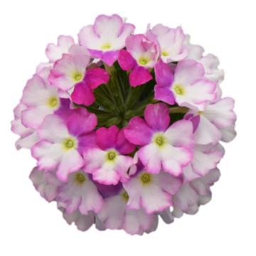 Вербена Ванесса Компакт Биколор Роуз (Verbena Vanessa Compact Bicolor Rose)