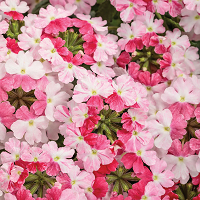 Вербена Ванесса Компакт Биколор Роуз (Verbena Vanessa Compact Bicolor Rose)