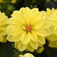 Георгина Фигаро Еллоу (Dahlietta Figaro Yellow)