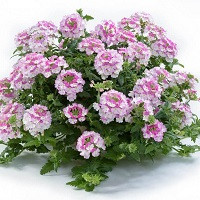 Вербена Ванесса Компакт Биколор Роуз (Verbena Vanessa Compact Bicolor Rose)