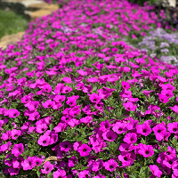 Петуния Виста Джазберри (Petunia Vista Jazzberry)