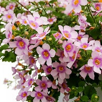 Бакопа Скопиа Гулливер Компакт Блаш (Bacopa Scopia Gulliver Comp Blush)