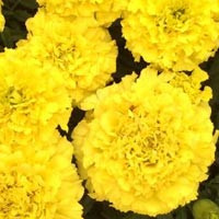 Бархатцы Биг Топ Голд прямостоячие густомахровый однолетник