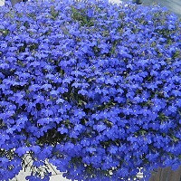 Лобелия Глоу Электрик Блю эринус (Lobelia erinus Glow Electric Blue)