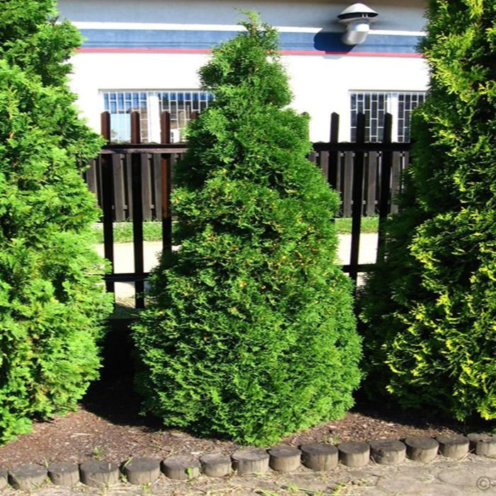 Туя западная Холмструп (Thuja occidentalis  Holmstrup)