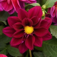 Георгина Фигаро Виолет Шейдес (Dahlietta Figaro Violet Shades)