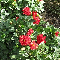 Георгина Фигаро Ред Шейдес (Dahlietta Figaro Red)