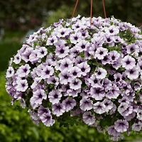 Петуния Сурфиния Блю Вейн (Petunia Surfinia Blue Vein)
