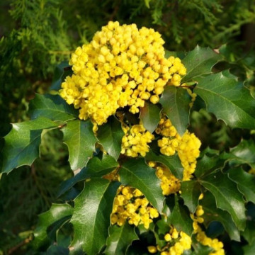 Магония падуболистная (Mahonia aquifolium)