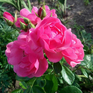 Роза флорибунда Анжела (Rose Angela (Kordes)