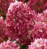Гортензия метельчатая Ливинг Литл Рози (Hydrangea paniculata Living Little Rosy)