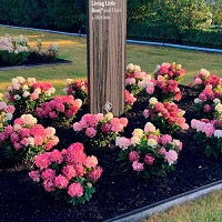 Гортензия метельчатая Ливинг Литл Рози (Hydrangea paniculata Living Little Rosy)