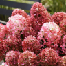 Гортензия метельчатая Ливинг Литл Рози (Hydrangea paniculata Living Little Rosy)