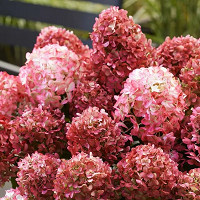 Гортензия метельчатая Ливинг Литл Рози (Hydrangea paniculata Living Little Rosy)