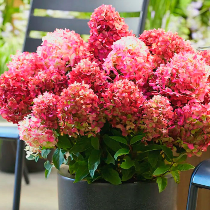 Гортензия метельчатая Ливинг Литл Рози (Hydrangea paniculata Living Little Rosy)