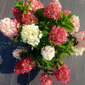 Гортензия метельчатая Ливинг Литл Рози (Hydrangea paniculata Living Little Rosy)