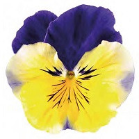 Виола Виттрока Селект Йеллоу Блю Винг (Viola wittroka Select Yellow Blue-Wing)