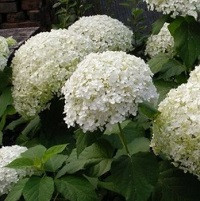 Гортензия древовидная Баунти (Hydrangea arborescens Bounty)