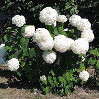 Гортензия древовидная Баунти (Hydrangea arborescens Bounty)