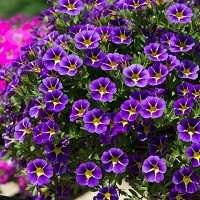 Калибрахоа Калита Компакт Блю Стар (Calita Compact Blue Star)