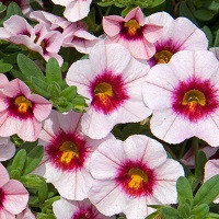 Калибрахоа Калита Компакт Пинк Ред Ай (Calita Compact Pink Red Eye)